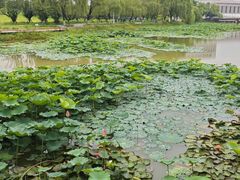 -洋湖国家湿地公园