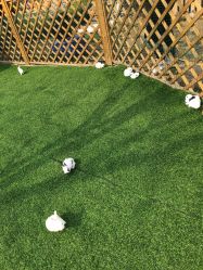 -萌宠亲子动物乐园(槐房万达店)