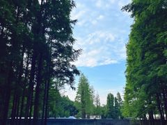 -日照海滨国家森林公园
