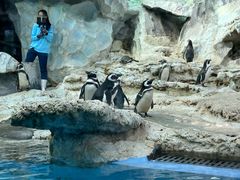 -帝企鹅自助餐厅•儿童岛•真企鹅(长隆企鹅酒店)