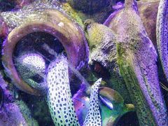 -太平洋海底世界