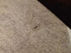 -广州四季酒店