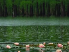 -白鹭湾湿地公园