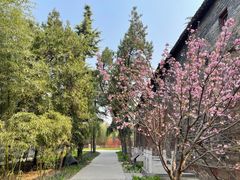 -洛阳白马寺