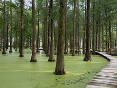 -渌洋湖湿地公园