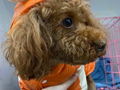 -伟伟宠物医院·CT影像中心·瑞派犬猫综合性门诊(汉口总院)