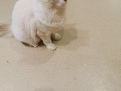 -藏猫猫咖啡主题馆(中央大道店)