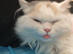 -瑞派·关忠动物医院·猫专科·犬专科(三环新城店)