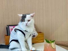 -喵园·猫主题咖啡厅·撸猫·猫咖(国贸店)