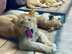 -鄂尔多斯野生动物园