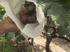 -马陆小张葡萄园农家乐