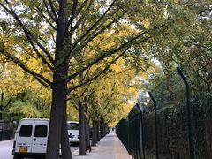 -三里屯东五街银杏大道