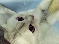 -喵的天空名猫咖啡馆·撸猫·猫舍·用品