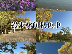 -金塔沙漠胡杨林景区