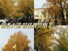 -三里屯东五街银杏大道