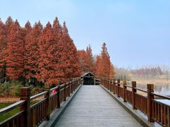 -溱湖国家湿地公园