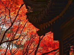 -秋霞圃