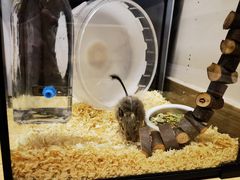 -酷以爬仙阁实体爬宠店·守宫·蜥蜴·专业繁育