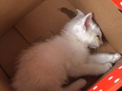 -爱妮康宠物医院·干细胞免疫细胞·肿瘤·心脏(张江店)