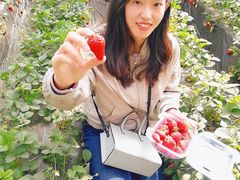 -大自然农场蔬菜草莓采摘园
