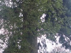 -天目山大树王景区