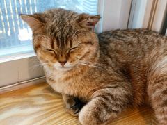 -Heymao猫咖.咖啡厅(东门店)