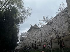 -武汉大学-樱园