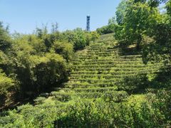 -东莞市大岭山森林公园