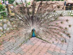 -吉隆坡雀鸟公园