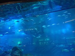 -迪拜水族馆及水下动物园