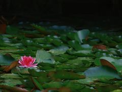 -苏州太湖湖滨国家湿地公园