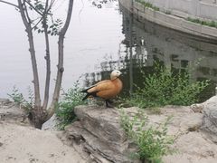 -莲花池公园