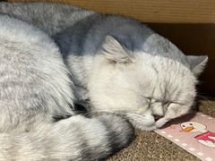 -Meowの猫咖(万家丽店)