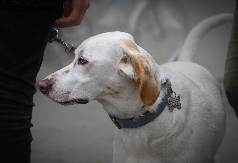 了解狗狗自闭症