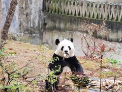 景点-成都大熊猫繁育研究基地