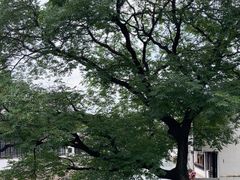 -青果巷历史文化街区