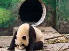 -中国大熊猫保护研究中心雅安碧峰峡基地