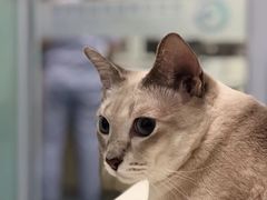 -瑞派·关忠动物医院·异宠专科·犬猫肿瘤·皮肤专科(望京店)