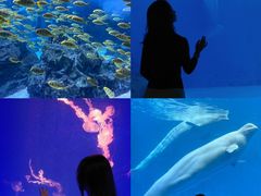-海合安成都极地海洋公园