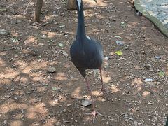 -燕塞湖鸟语林景区