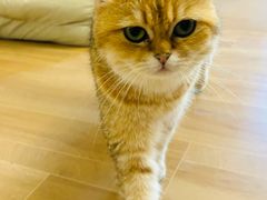 -唐小姐の私宠·宠物洗护美容·撸猫馆·购宠(周浦万达旗舰店)