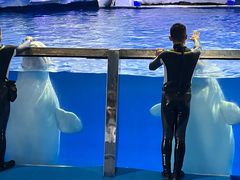 -秦皇岛乐岛海洋王国