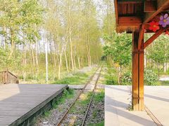 -合肥滨湖国家森林公园