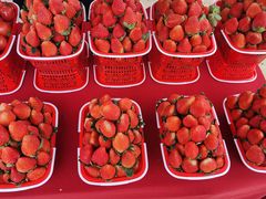 -金谷域澳洲庄园