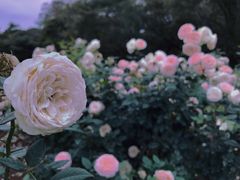 -人民公园(罗湖区)