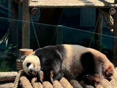 -大连森林动物园