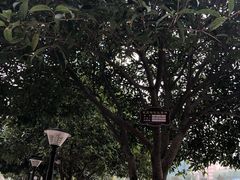 -西北湖绿化广场