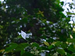 -莫里热带雨林景区