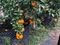 -前小桔亲子创意农场·草莓采摘·露营烧烤