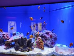 -上海海洋水族馆